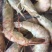 阿根廷红虾L1