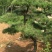 造型松14公分