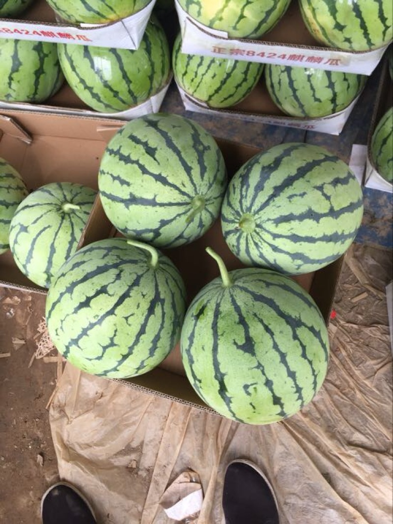精品麒麟，8424西瓜，久甜二，美都西瓜，大量供货