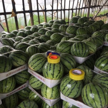 精品麒麟，8424西瓜，久甜二，美都西瓜，大量供货