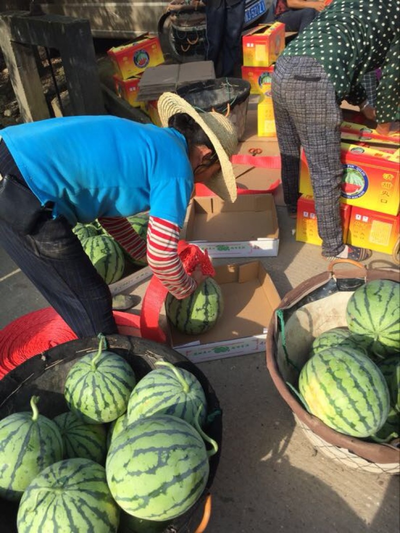 精品麒麟，8424西瓜，久甜二，美都西瓜，大量供货
