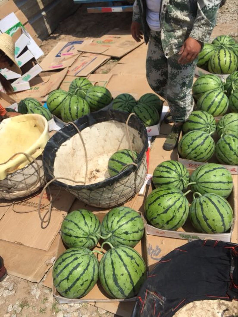 精品麒麟，8424西瓜，久甜二，美都西瓜，大量供货
