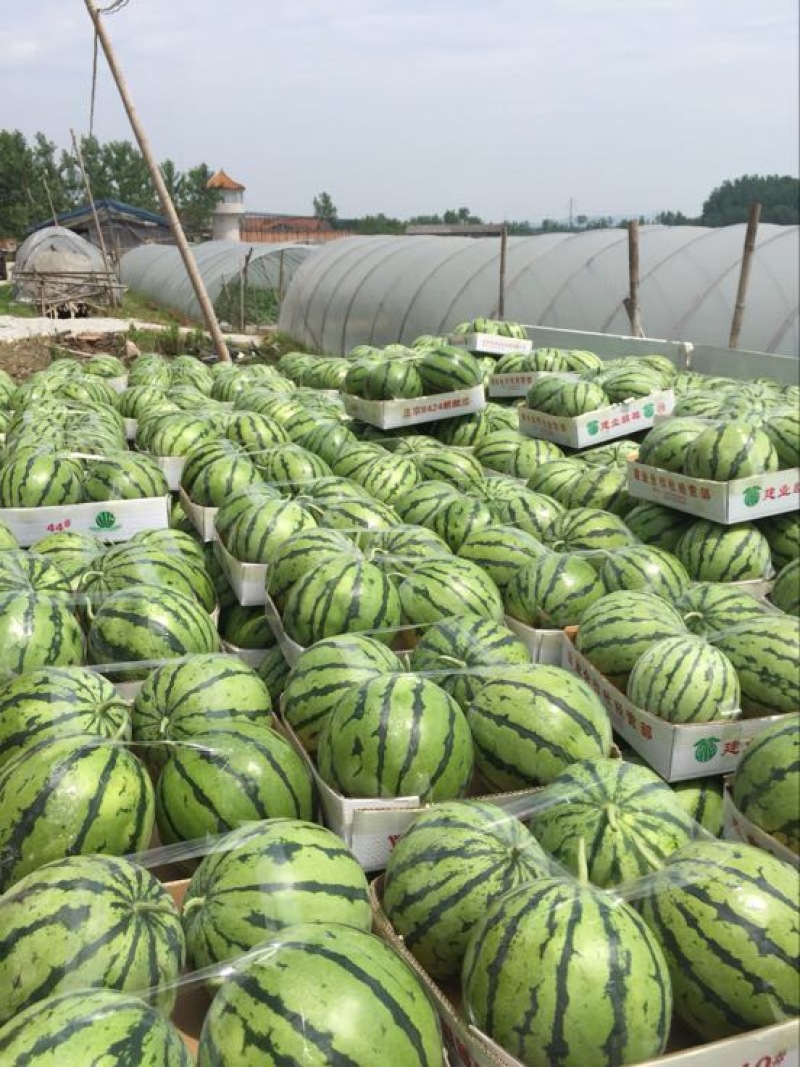 精品麒麟，8424西瓜，久甜二，美都西瓜，大量供货