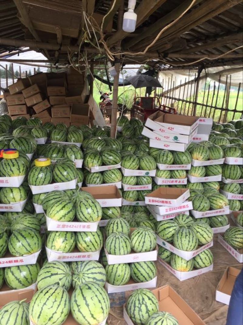 【荣誉老店】岳阳久甜二号麒麟瓜，量大从优，保质保量，