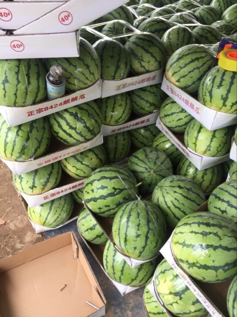 【荣誉老店】岳阳久甜二号麒麟瓜，量大从优，保质保量，