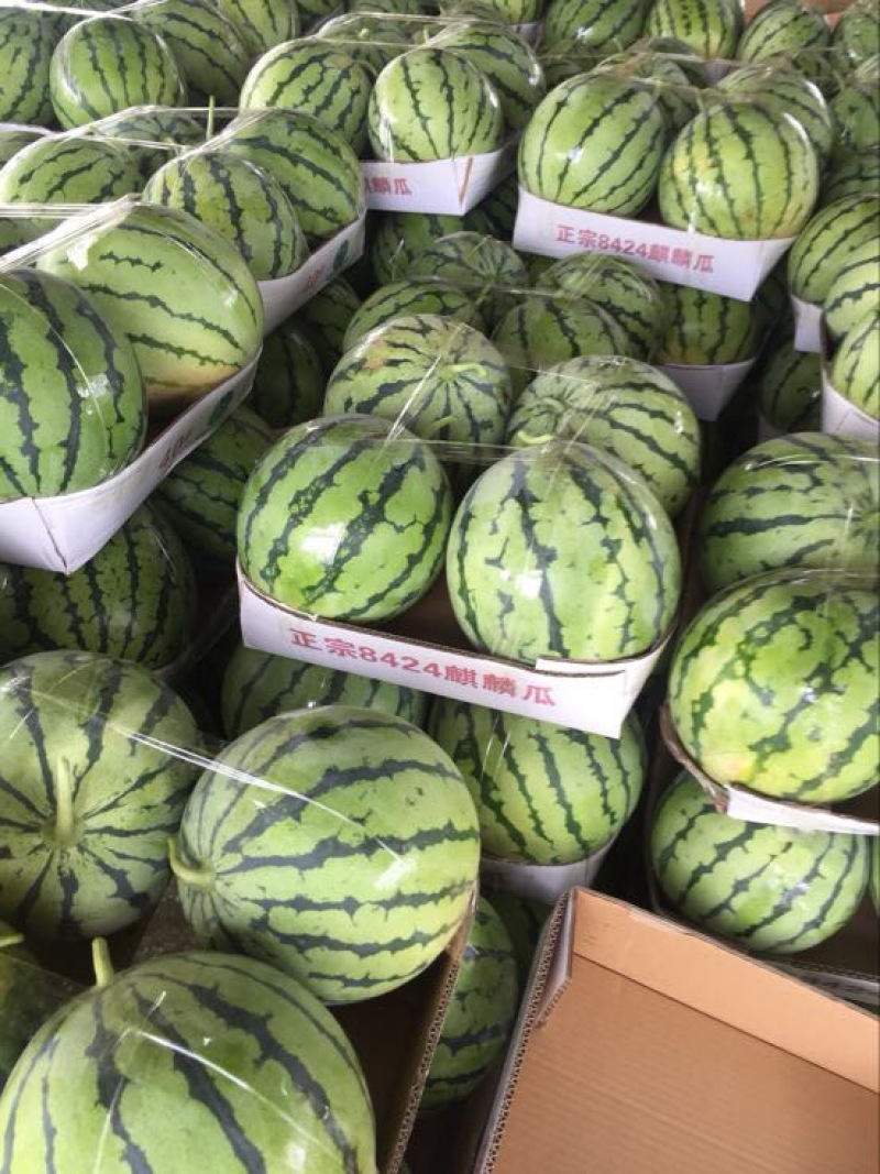 【荣誉老店】岳阳久甜二号麒麟瓜，量大从优，保质保量，