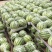 【荣誉老店】岳阳久甜二号麒麟瓜，量大从优，保质保量，
