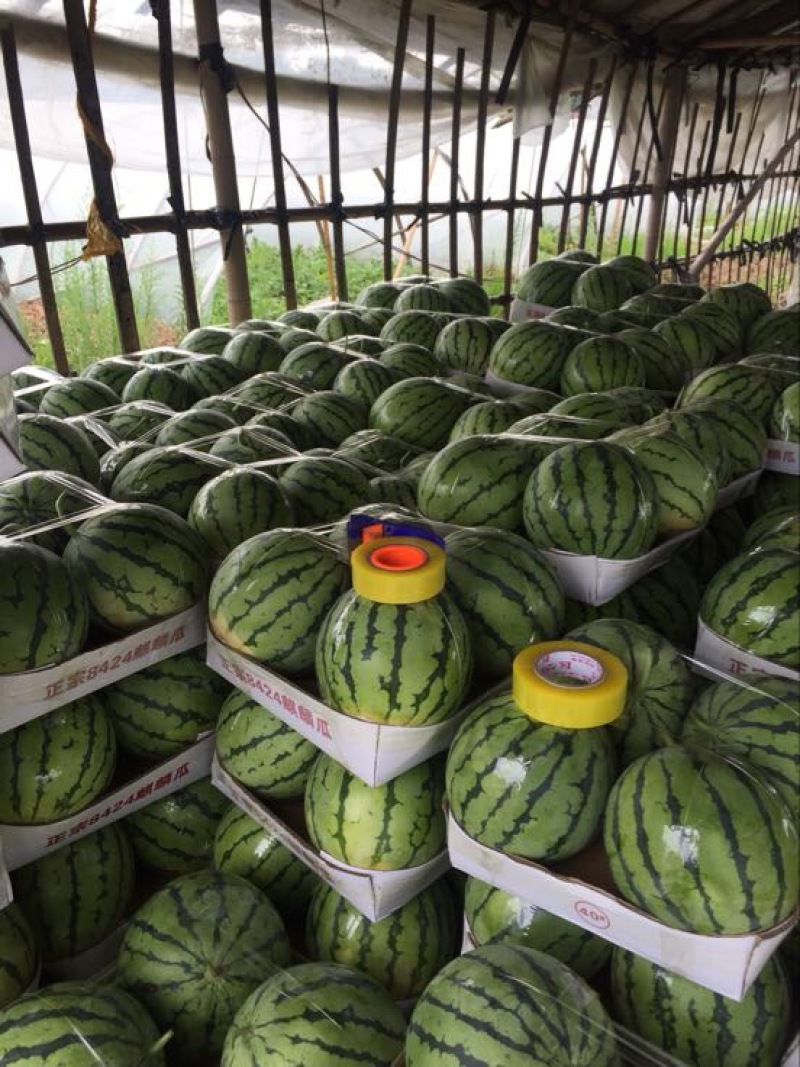 【荣誉老店】岳阳久甜二号麒麟瓜，量大从优，保质保量，