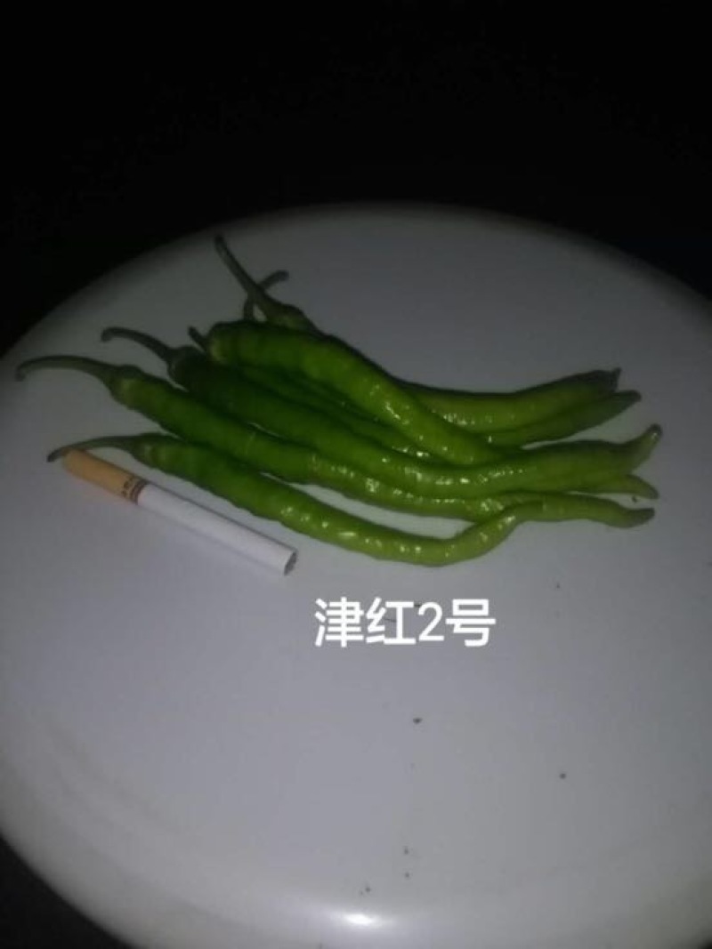 线椒辣丰3号辣椒8号辣椒