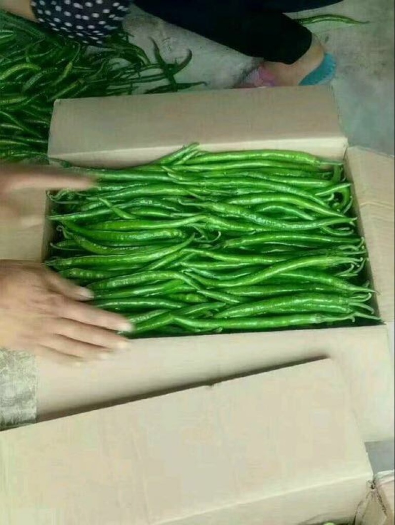 L3F1辣椒15~20厘米青