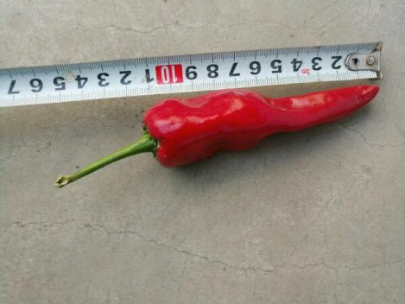 L3F1辣椒15~20厘米青