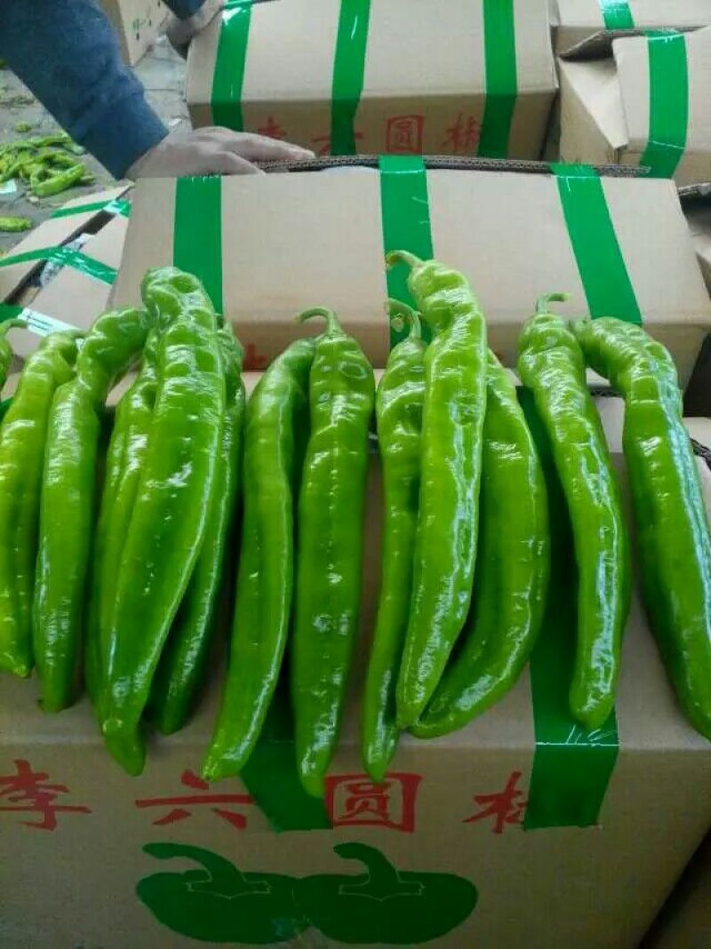 尖椒苗。山东省青州人付增久欢迎你