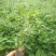 牛大力种苗15~30cm杯苗裸根苗都有