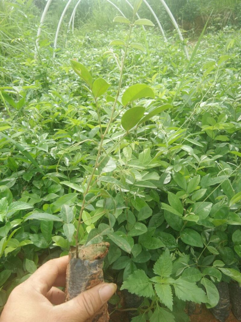 牛大力种苗15~30cm杯苗裸根苗都有