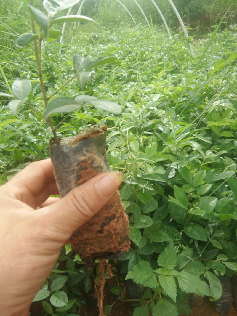牛大力种苗15~30cm杯苗裸根苗都有