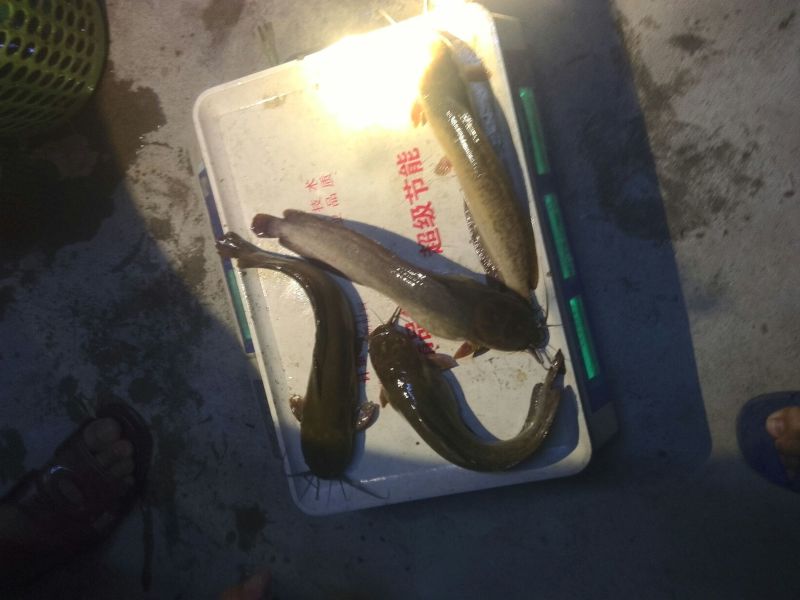胡子鲶食用