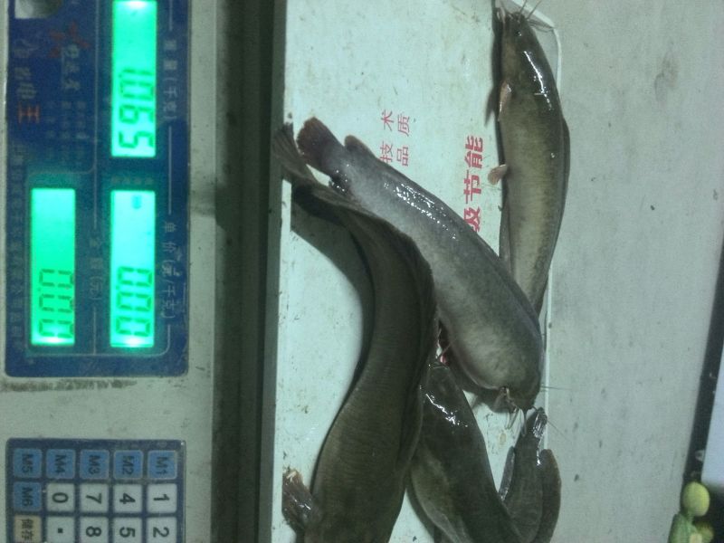 胡子鲶食用