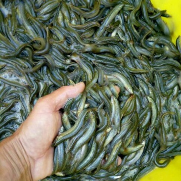 泥鳅苗统货
