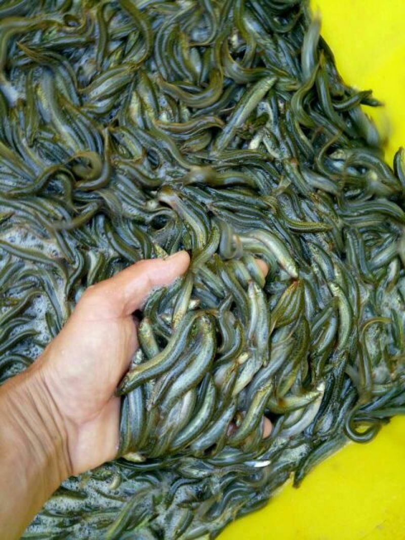 泥鳅苗统货