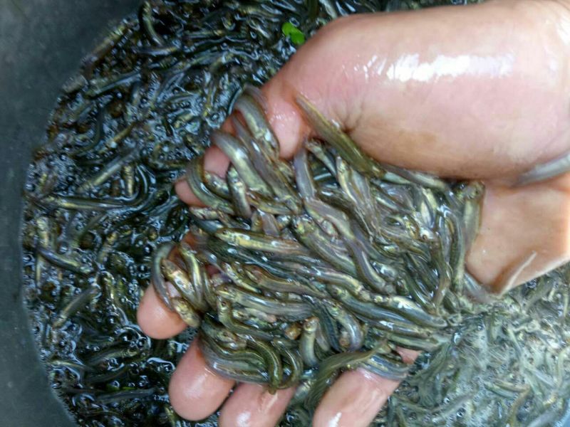 泥鳅苗统货