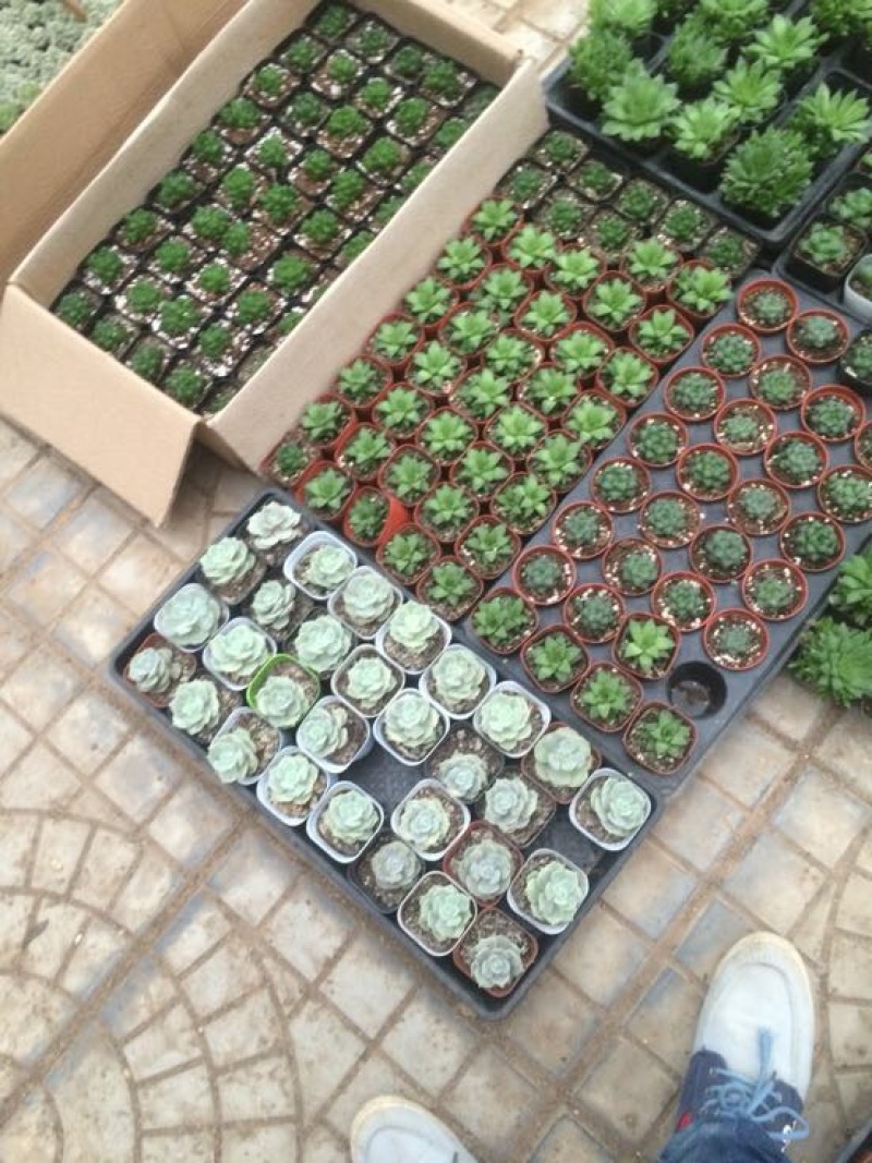 多肉植物含盆