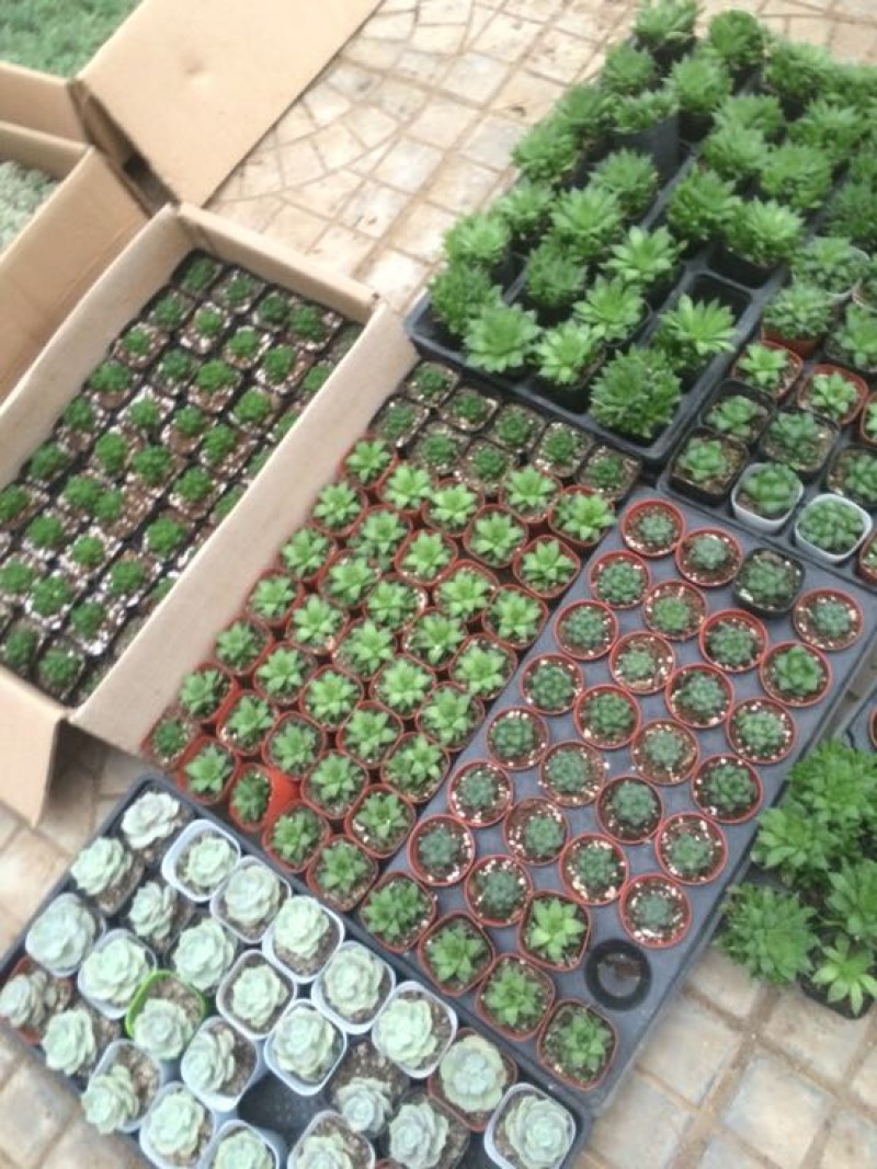 多肉植物含盆