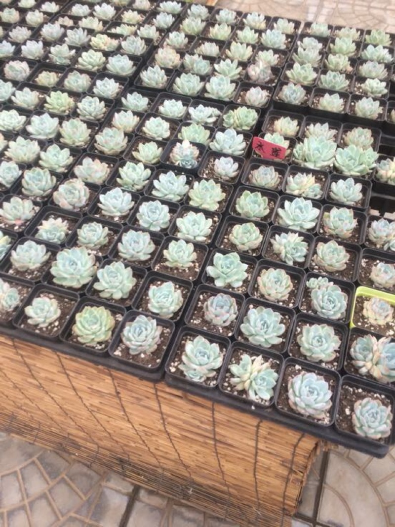 多肉植物含盆