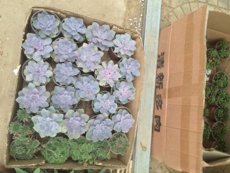 多肉植物含盆