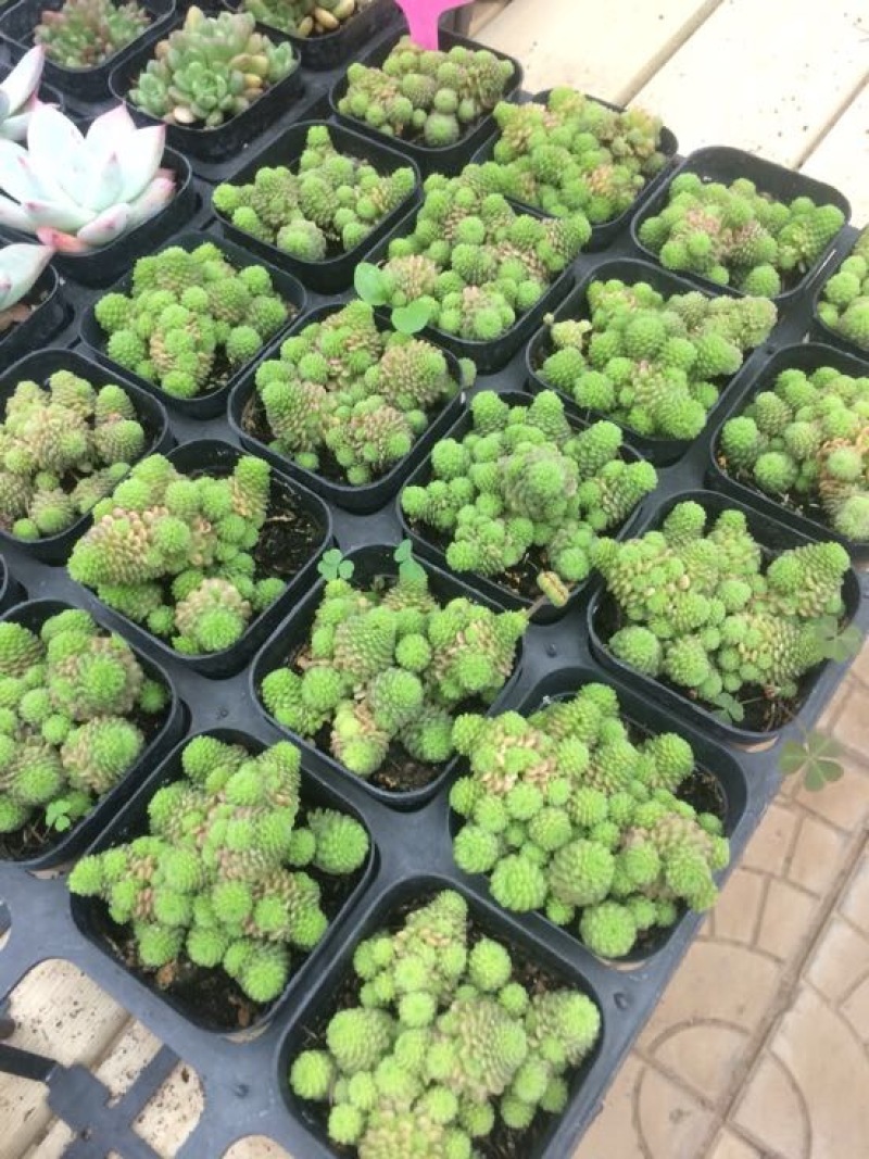 多肉植物含盆