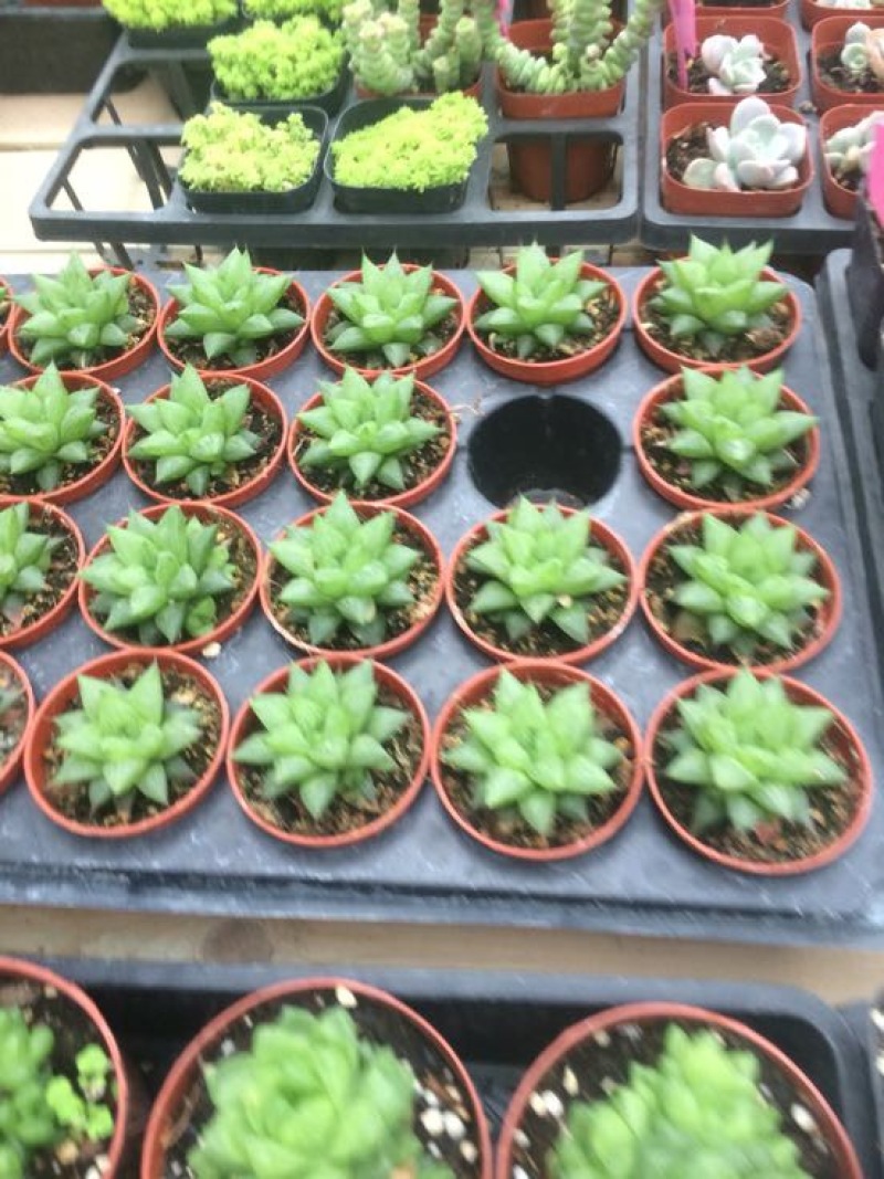 多肉植物含盆