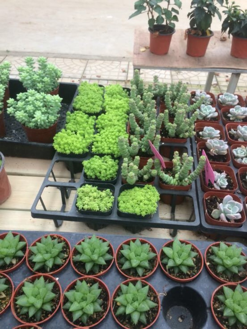 多肉植物含盆