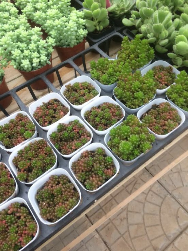 多肉植物含盆
