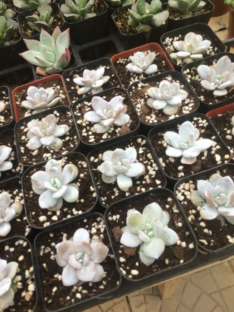 多肉植物含盆