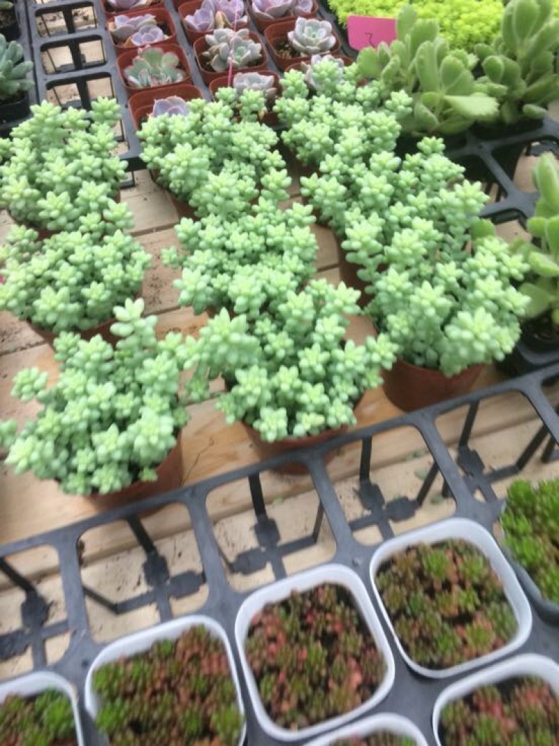 多肉植物含盆