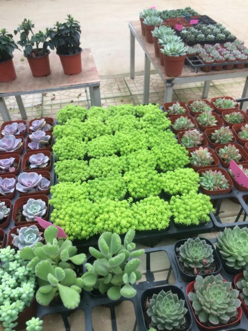 多肉植物含盆
