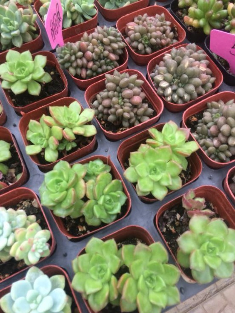 多肉植物含盆