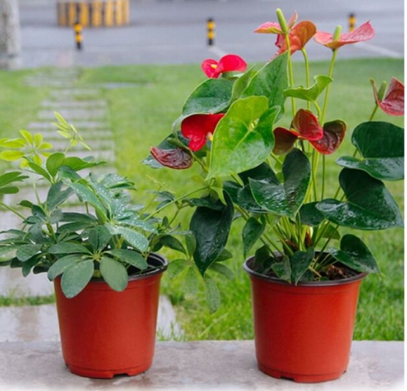 花盆塑料