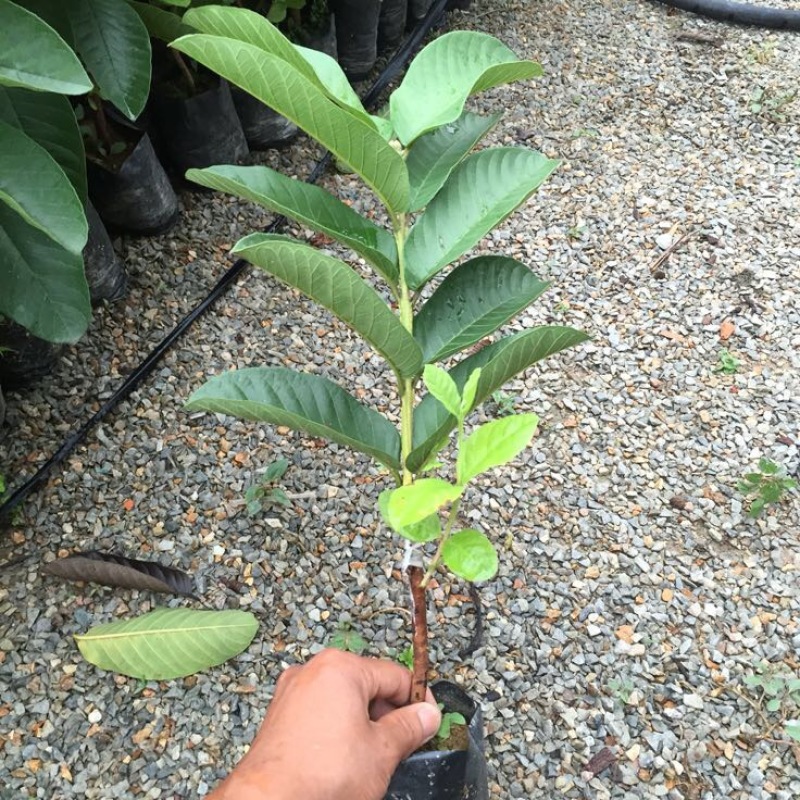 西瓜番石榴苗（杯苗）
