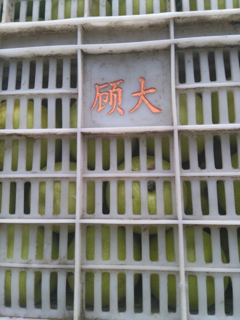 皇冠梨，光果，纸代白梨，纸代青梨，纸代元黄梨，翠玉梨。