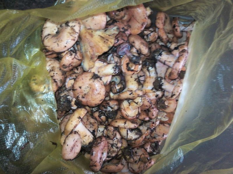 牛肝菌一级粗柄羊肚菌