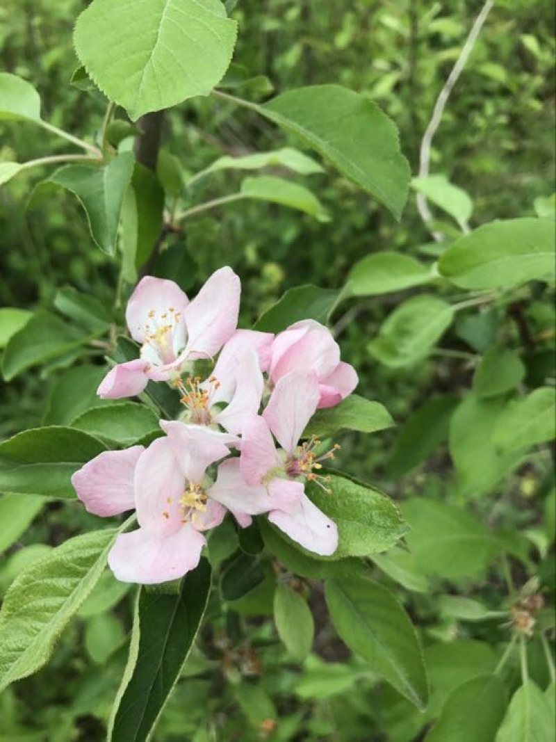柱状苹果1到10公分，树形优美，绿化小区专用