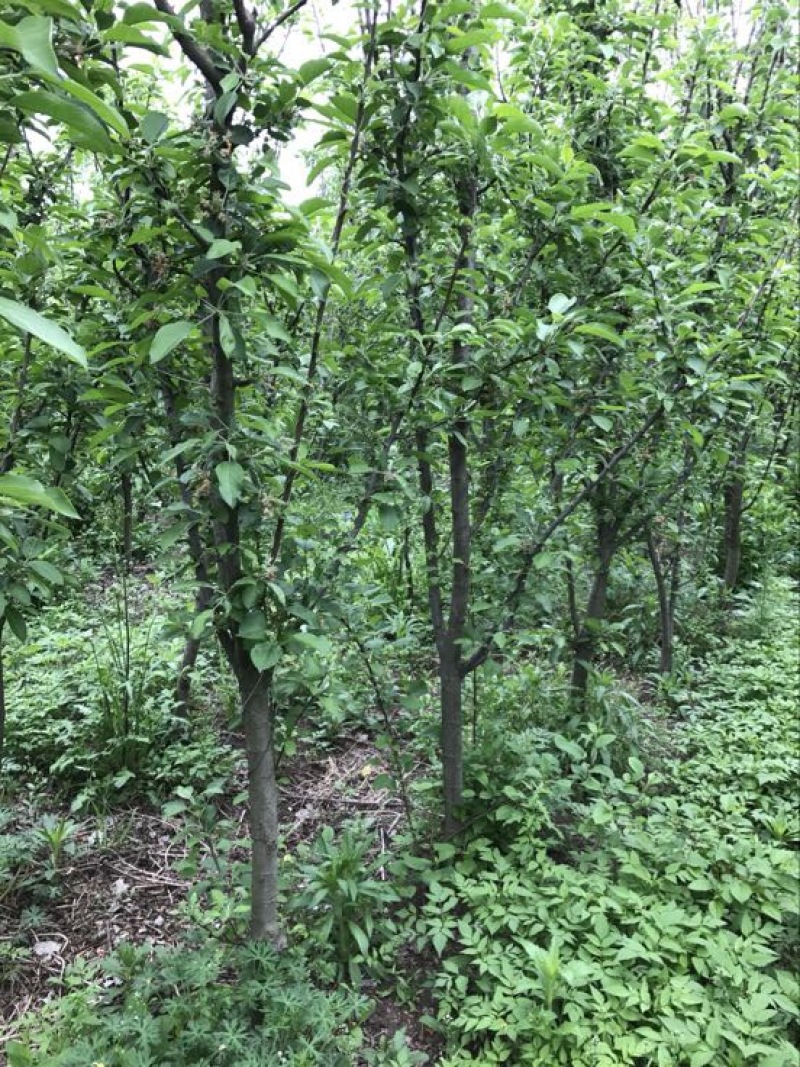 柱状苹果1到10公分，树形优美，绿化小区专用