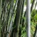 绿竹5~6m