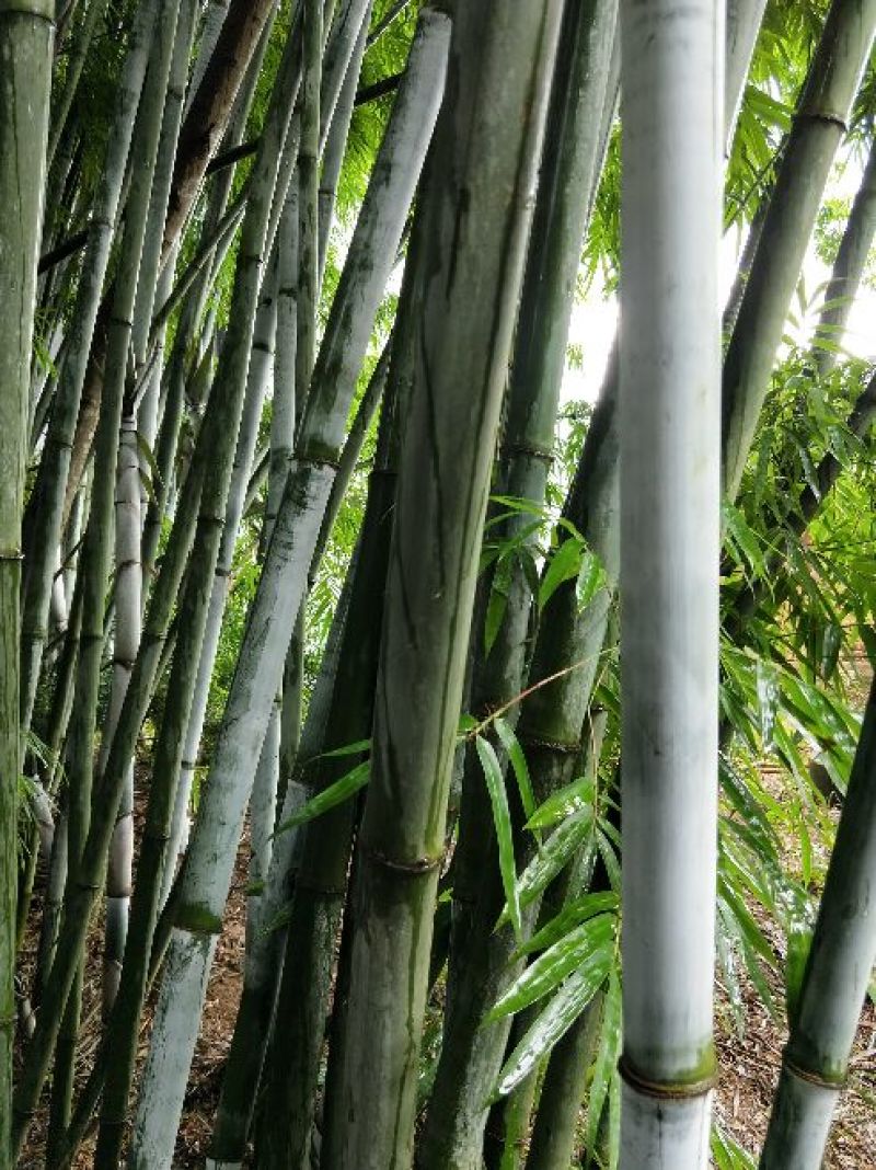 绿竹5~6m