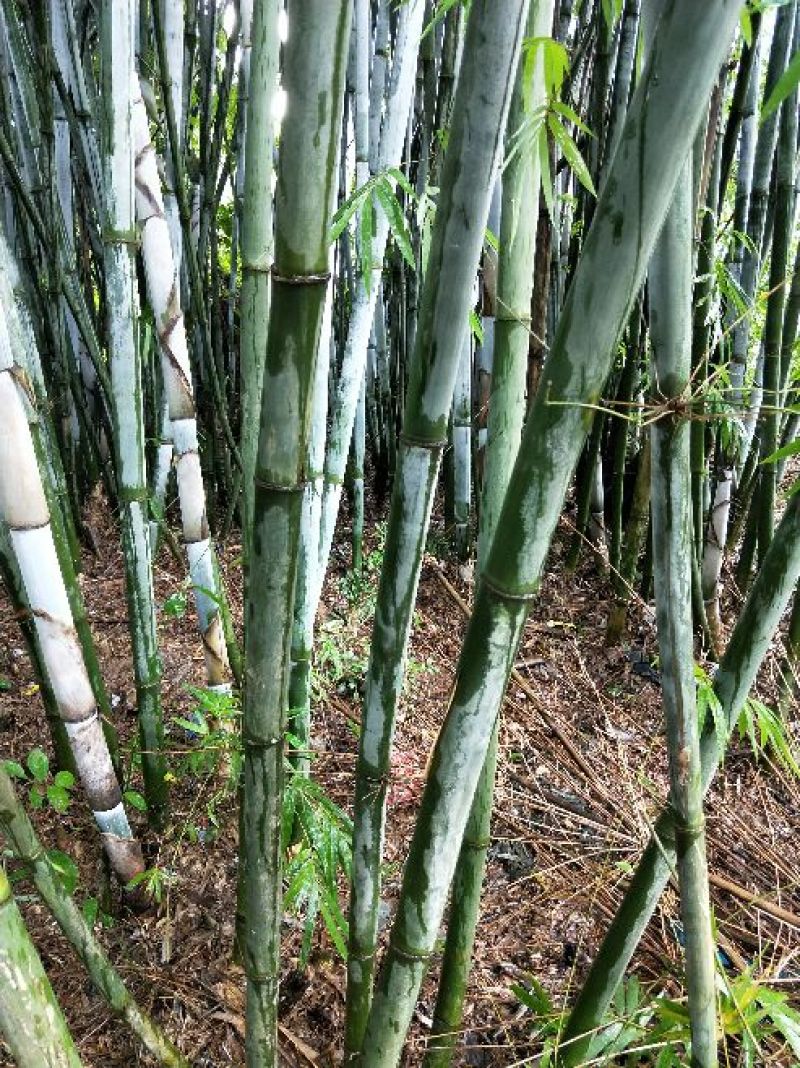 绿竹5~6m