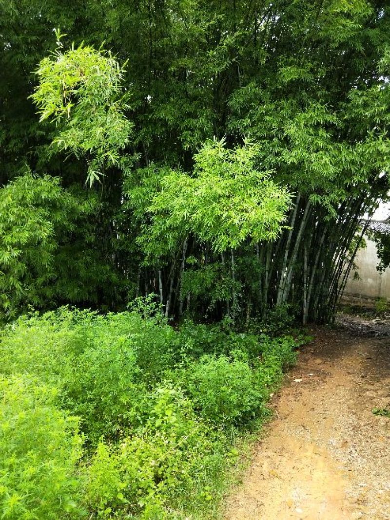 绿竹5~6m