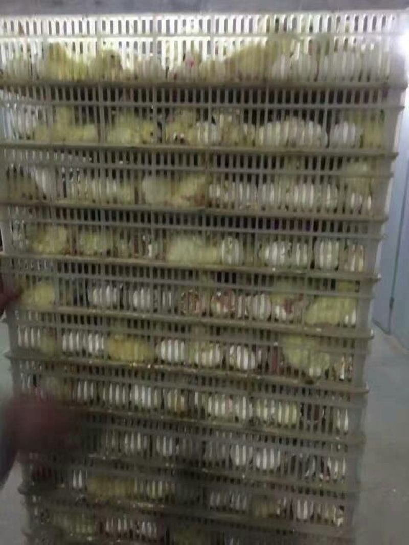 鹅苗250g以上