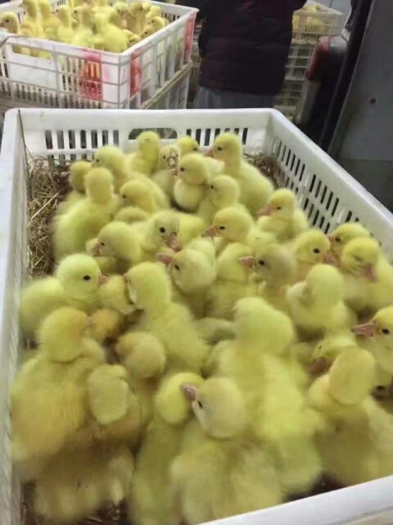 鹅苗250g以上