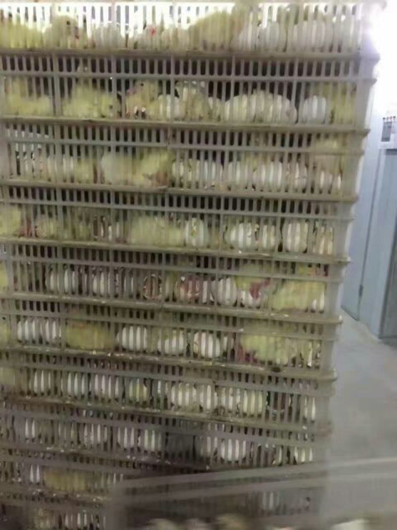 鹅苗250g以上