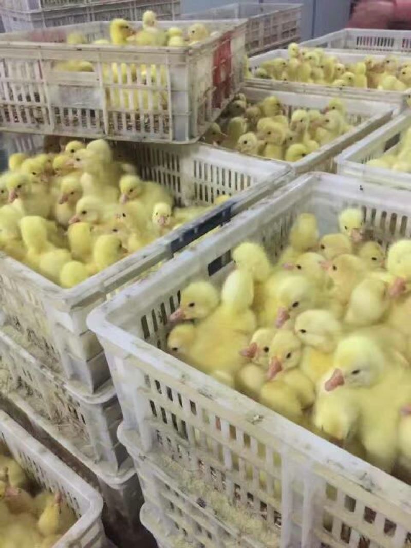 鹅苗250g以上